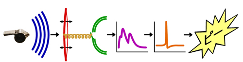 Quale del fischio Quale del fischio