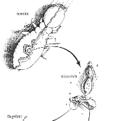 Menti connettive e produzione di mondi negli Insetti sociali