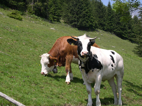 douglas_hofstadter_101