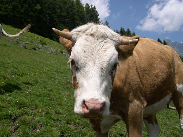 douglas_hofstadter_102