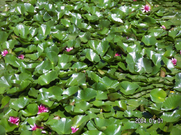 umberto_galimberti_208