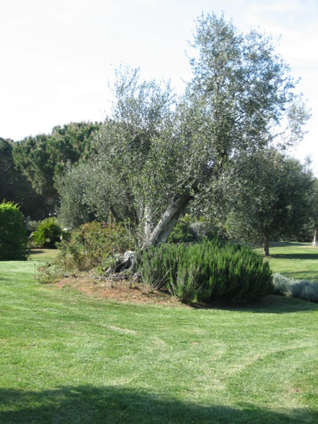 piergiorgio_odifreddi_117