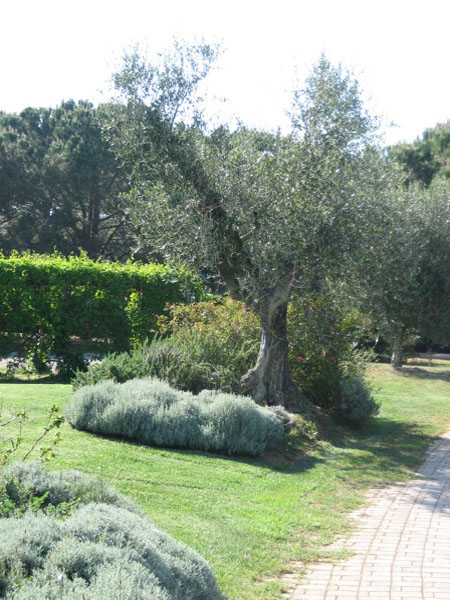 piergiorgio_odifreddi_120