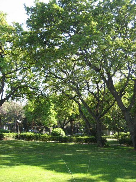 piergiorgio_odifreddi_124