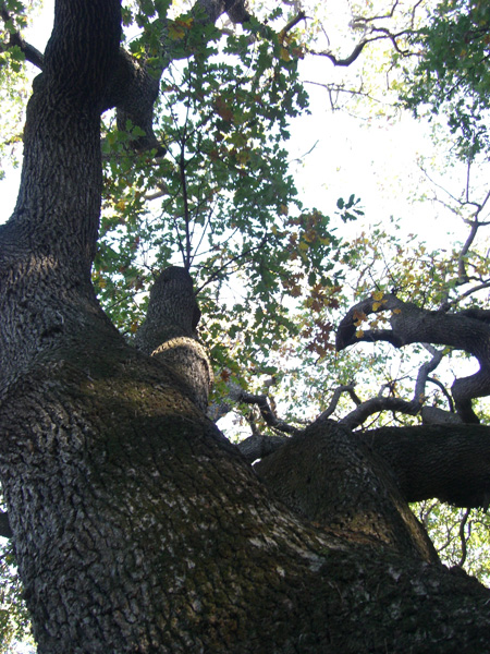 luigi_perissinotto_096