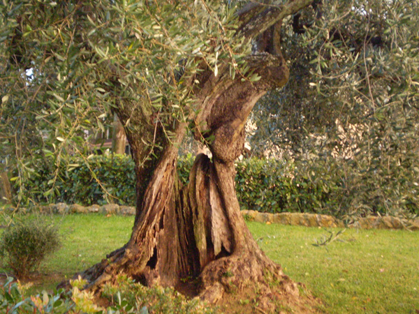 edoardo_boncinelli_144