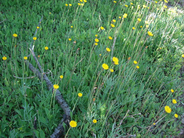 vittorino_andreoli_018