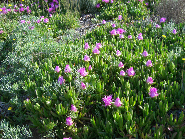 vittorino_andreoli_019