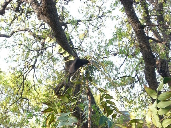 vittorino_andreoli_024