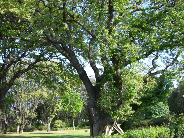 vittorino_andreoli_035