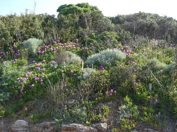 vittorino_andreoli_040