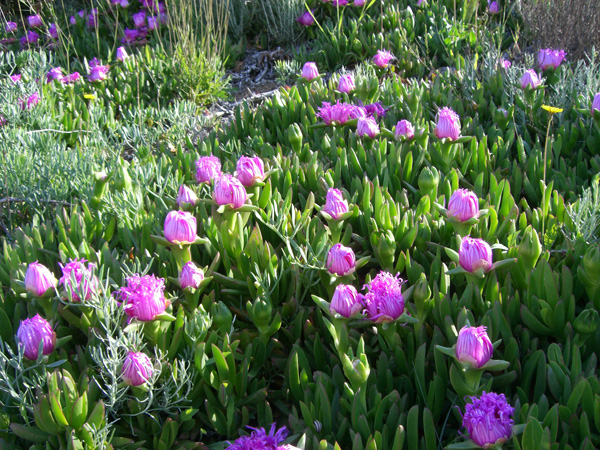 vittorino_andreoli_041