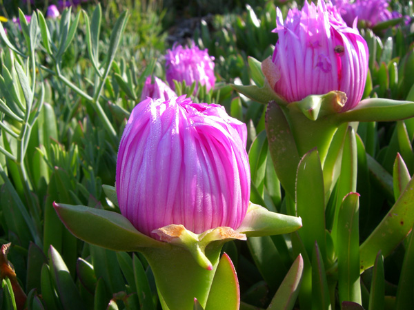 vittorino_andreoli_042