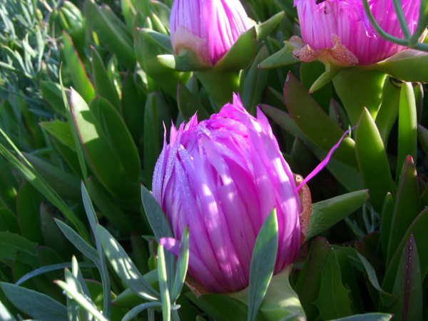 vittorino_andreoli_043