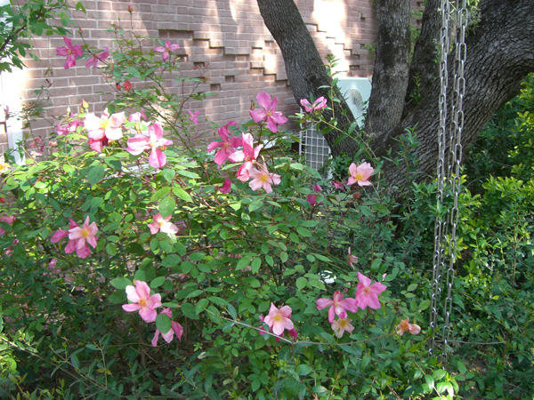 vittorino_andreoli_044