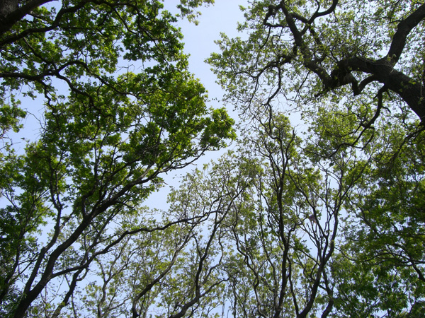 vittorino_andreoli_064