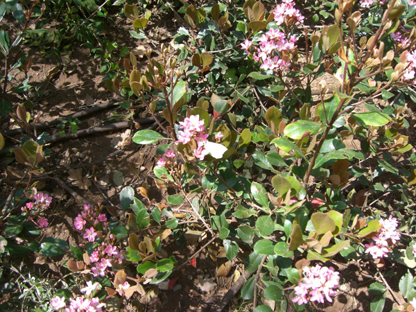 vittorino_andreoli_103