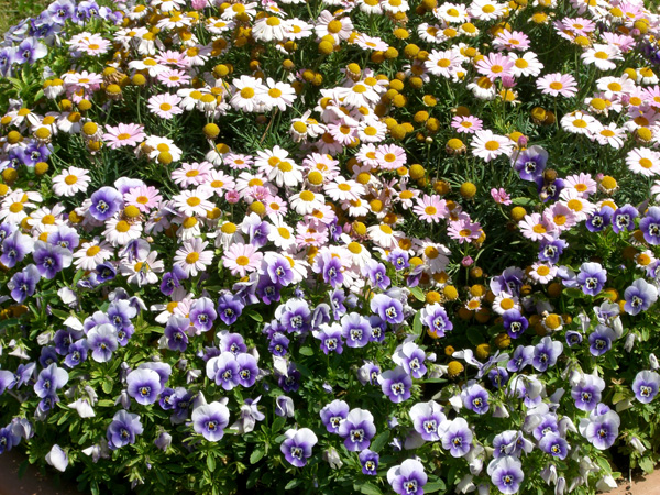 vittorino_andreoli_126