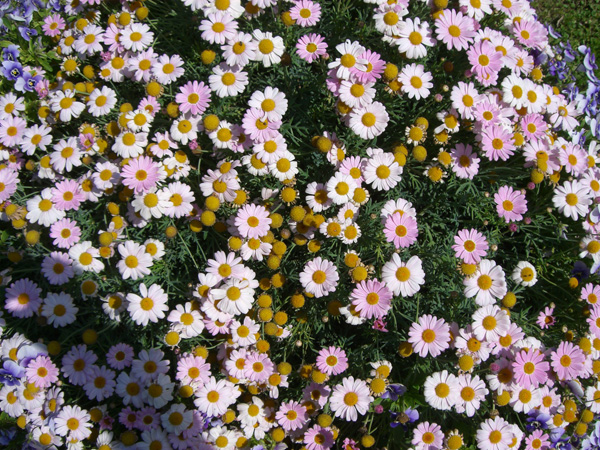 vittorino_andreoli_128