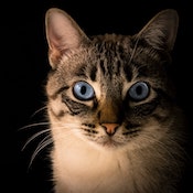 Paolo Pendenza alle Vacances de l'Esprit: Dal gatto di Schro